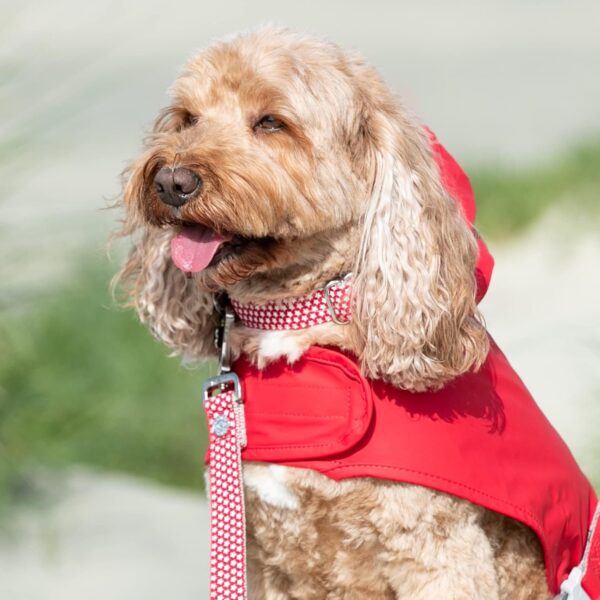 HUGO & HUDSON Nylon Dog Collar with Quick Release Safety Buckle, Red Star, M - Image 2